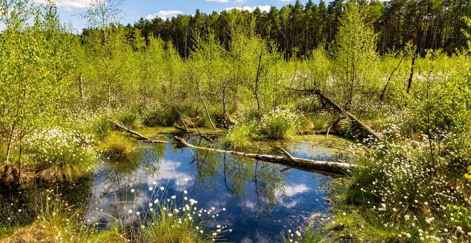 Jezioro Łąkie - odkryj piękno i atrakcje tego malowniczego miejsca